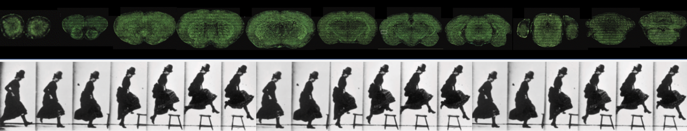 series of brain scans shown above two dozen views of a woman walking and leaping over a stool
